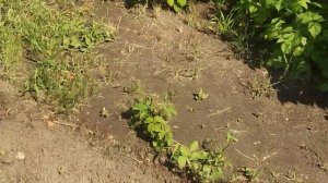 Как избавиться от осота и берёзки на огороде ?