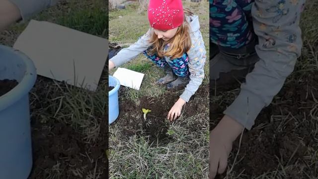 ВЕРОНИКА ПОМОГАЕТ МАМЕ? ВЫСАЖИВАЕТ ХОСТУ «АЛБОПИКТА» 28.04.20 смотреть онлайн