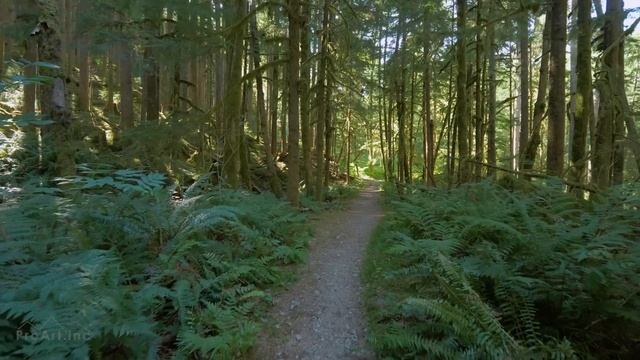 4K Virtual Hike In The Wonderful Forest - Middle Fork Trail At Snoqualmie. Part 3-3 HRS Relax Music