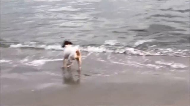 Собака под Звуки Джаза Лает на Прибой смотреть онлайн