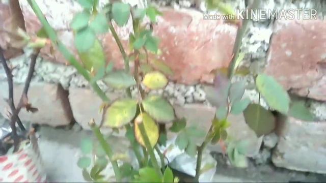 All Cutting Update 🙏🙏 Dahlia, Bhigonia, Spider Plant, 🌹🍁 Rose, Geranium