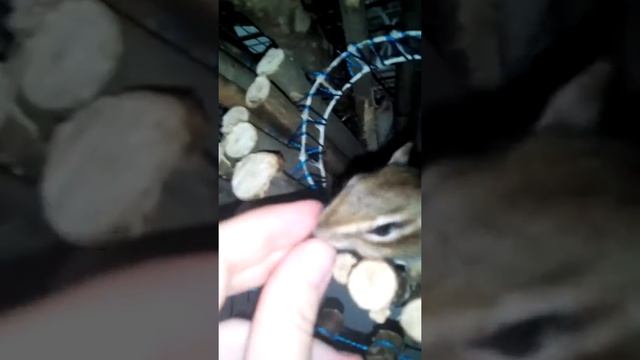 Бурундук ест 2