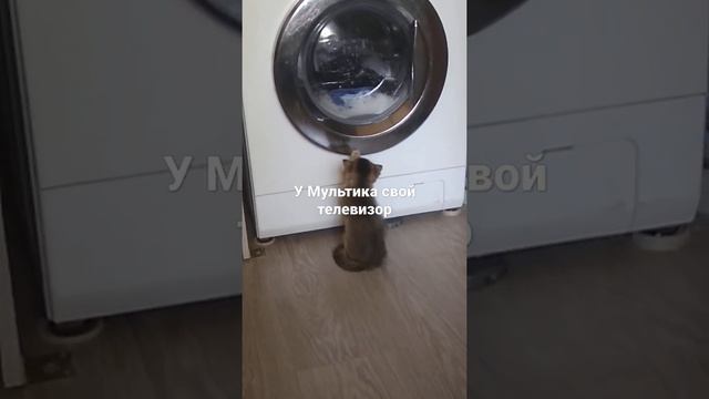 Мультик и стиральная машина смотреть онлайн