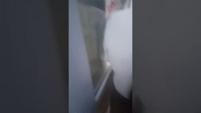 Очередь в мед.колледж на Таманской. Краснодар. смотреть онлайн