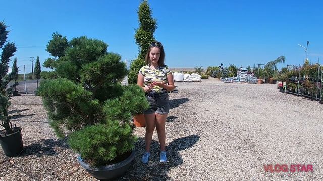 Vlog 12- Bonsai Pinus Sylvestris смотреть онлайн