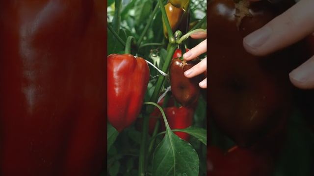 Дайте Это Перцу После Высадки в Грунт, и он Быстро пойдет в Рост и Принесет Огромный Урожай #shorts смотреть онлайн