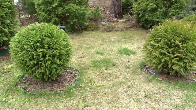 О стрижке шаровидных туй. смотреть онлайн