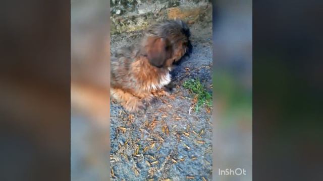 ПЕРВОЕ Видео. Новая собака БЛОГЕР. Про что.... смотреть онлайн