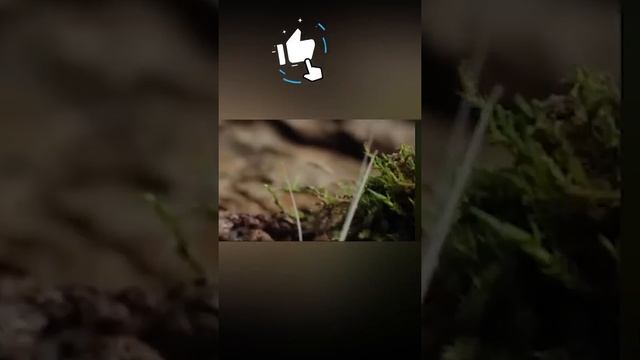 Безумная землеройка выходит на охоту смотреть онлайн