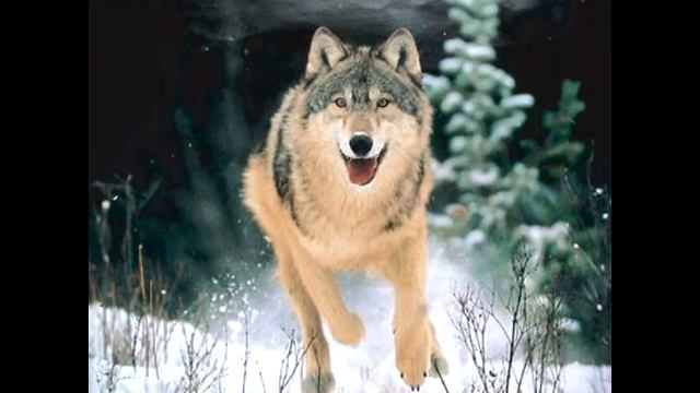 Степной волк Описание вида, фото смотреть онлайн