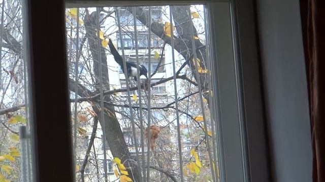 10.10.20 г. Сорока-ворона. Конкуренты пожаловали. смотреть онлайн