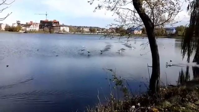 Лебяжье озеро город Горячий Ключ смотреть онлайн