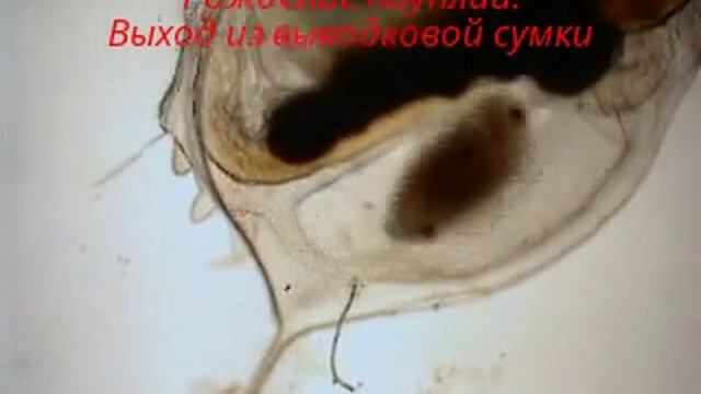 ДАФНИЯ. РОЖДЕНИЕ НАУПЛИЙ (ПОД МИКРОСКОПОМ) смотреть онлайн