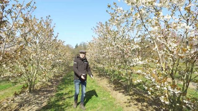 Prunus serrulata 'Taihaku' - Van den Berk on Trees смотреть онлайн