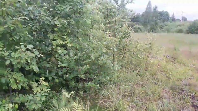 Прогулка с собакенами ЧАСТЬ 2 смотреть онлайн