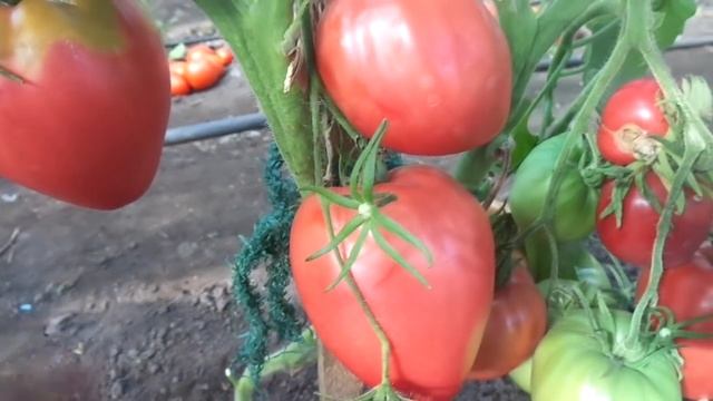 Томат Розовый мед. Обзор в теплице. смотреть онлайн