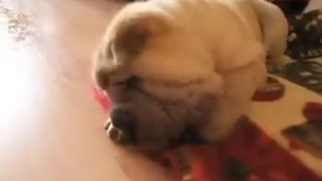 Little Sharpey eating смотреть онлайн