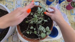 Дихондра выращивание из семян. Перевалка и формировка дихондры серебристый водопад.