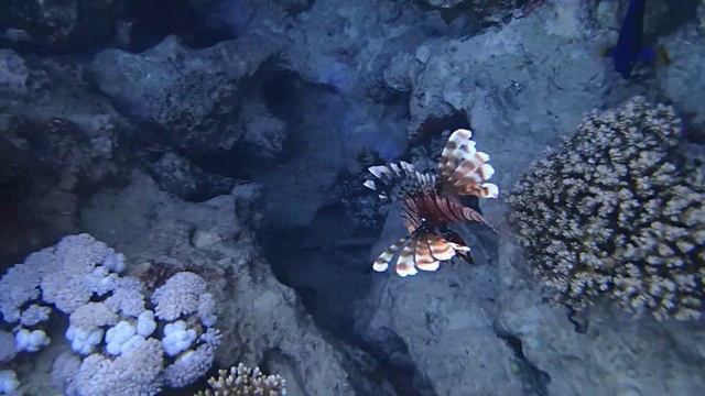 Крылатка-зебра (Pterois volitans) смотреть онлайн