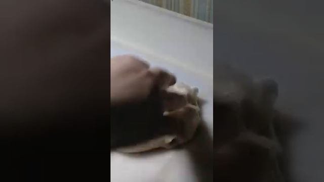 Джем слайм, как сделать? 👉🌈🙏 смотреть онлайн