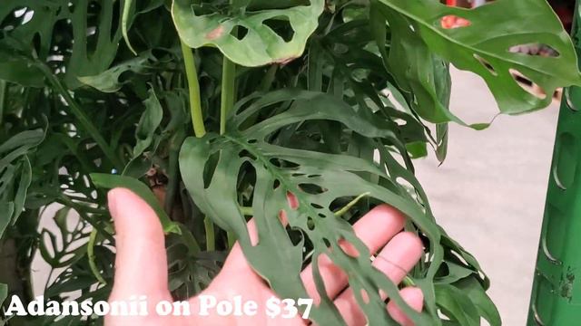 Big Box Plant Shopping || Quick Trip to Lowes || Houseplants at Lowes смотреть онлайн