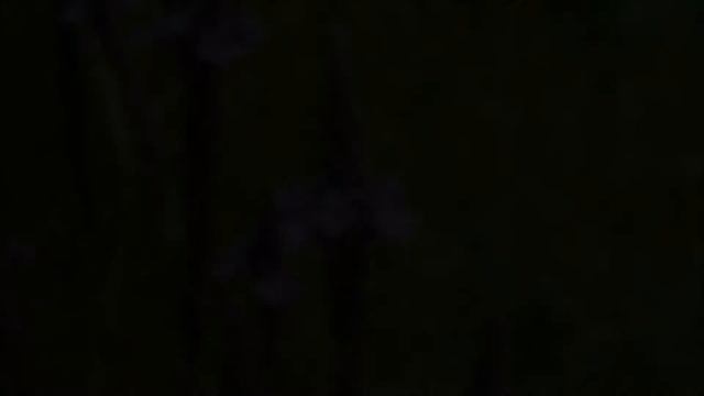 Blue Vervain for sale смотреть онлайн