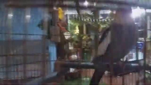 Сочи. Зоопарк РИО в парке Ривьера смотреть онлайн