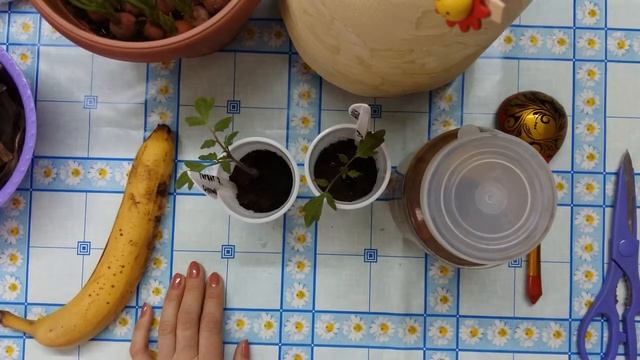 Удобрение из банановой кожуры для садовых и комнатных растений смотреть онлайн