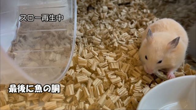 ハムスターさかな【かわいいハムスター】ハムスター煮干し смотреть онлайн
