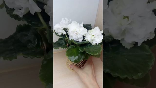 Фиалка АВ-Белый медведь