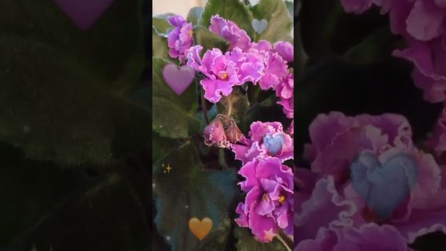 Фиалки будут радовать вас #фиалки #цветение #уход смотреть онлайн
