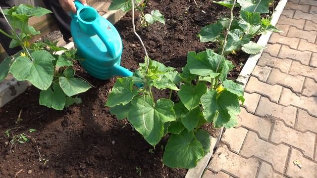 ВЫРАЩИВАЕМ ОГУРЦЫ БЕЗ ХИМИИ. 100% ОРГАНИЧЕСКОЕ ЗЕМЛЕДЕЛИЕ смотреть онлайн