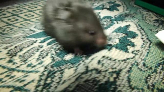 Хомяки Омск за 100р смотреть онлайн