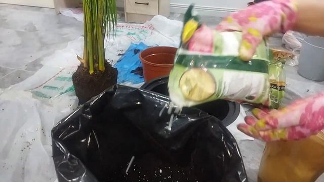 Дипсис . Арека, Хризалидакарпус. Пальма дипсис уход и пересадка после покупки. #пальмадипсис смотреть онлайн