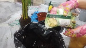 Дипсис . Арека, Хризалидакарпус. Пальма дипсис уход  и пересадка после покупки. #пальмадипсис