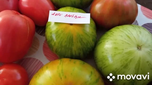 ? Мои томаты 2020год ?