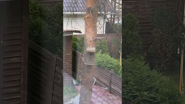 Вылет птенцов большой синицы 11 июня 2021 года.