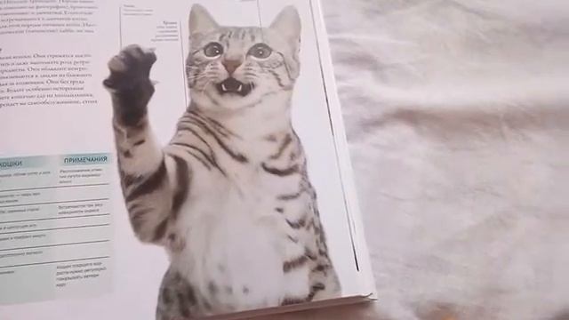 ВСЕ ПОРОДЫ КОШЕК ||| ПРО ЕГИПЕТСКУЮ МАУ!! смотреть онлайн