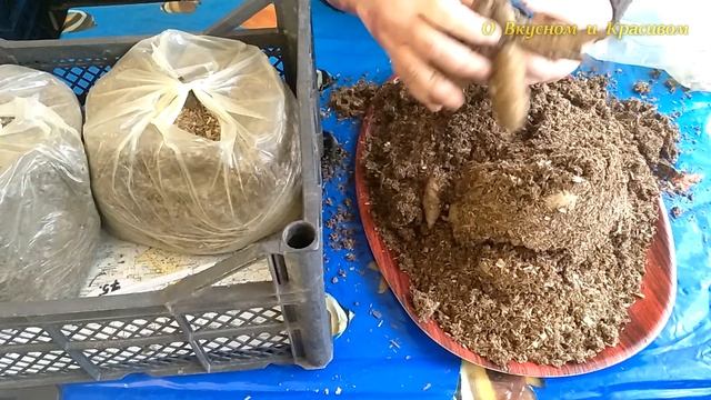 Как сохранились георгины ? Итоги эксперимента