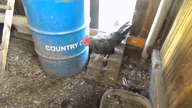 радость яичная)) #яйца#несушки#мансурвдеревне смотреть онлайн