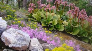 Бадан  –  Выращивание и уход