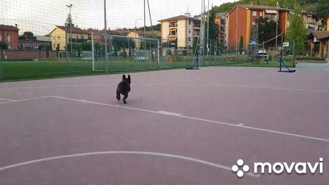 Утки . Французский бульдог ЧАК- худеет ! 🦆🦆🦆🐕