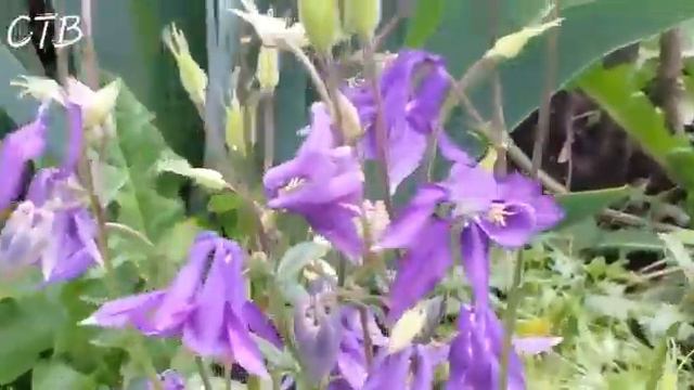 Весенняя сказка смотреть онлайн