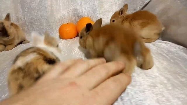 Декоративные кролики малыши Орёл Воронеж смотреть онлайн
