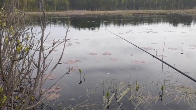 Ловля ротана на малька! Catching rotan with fry! смотреть онлайн