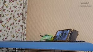 ? Учим попугая говорить. Урок № 34: "Я птичка"