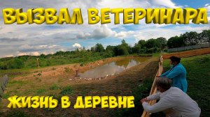 Вызвал ветеринара ! Увидел лису . [Жизнь в деревне]