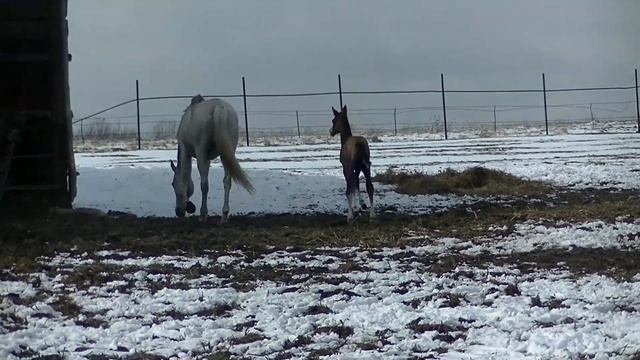 Gazim Shael (Gaon Shael - Maskhara Shael), 3-day-old akhalteke colt, ахалтекинский жеребец смотреть онлайн