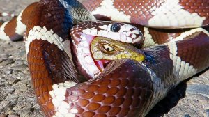 Вот Почему Змеи Проглатывают Других Змей