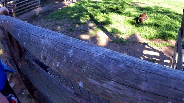 ВЛОГ!!!Посетили зоопарк Country Resort в Вербилках!!!